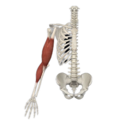 Muscle animation