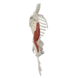 Brachialis muscle animation