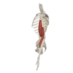 Muscle animation